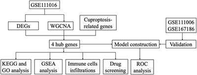 Identification of the cuproptosis-related hub genes and therapeutic agents for sarcopenia